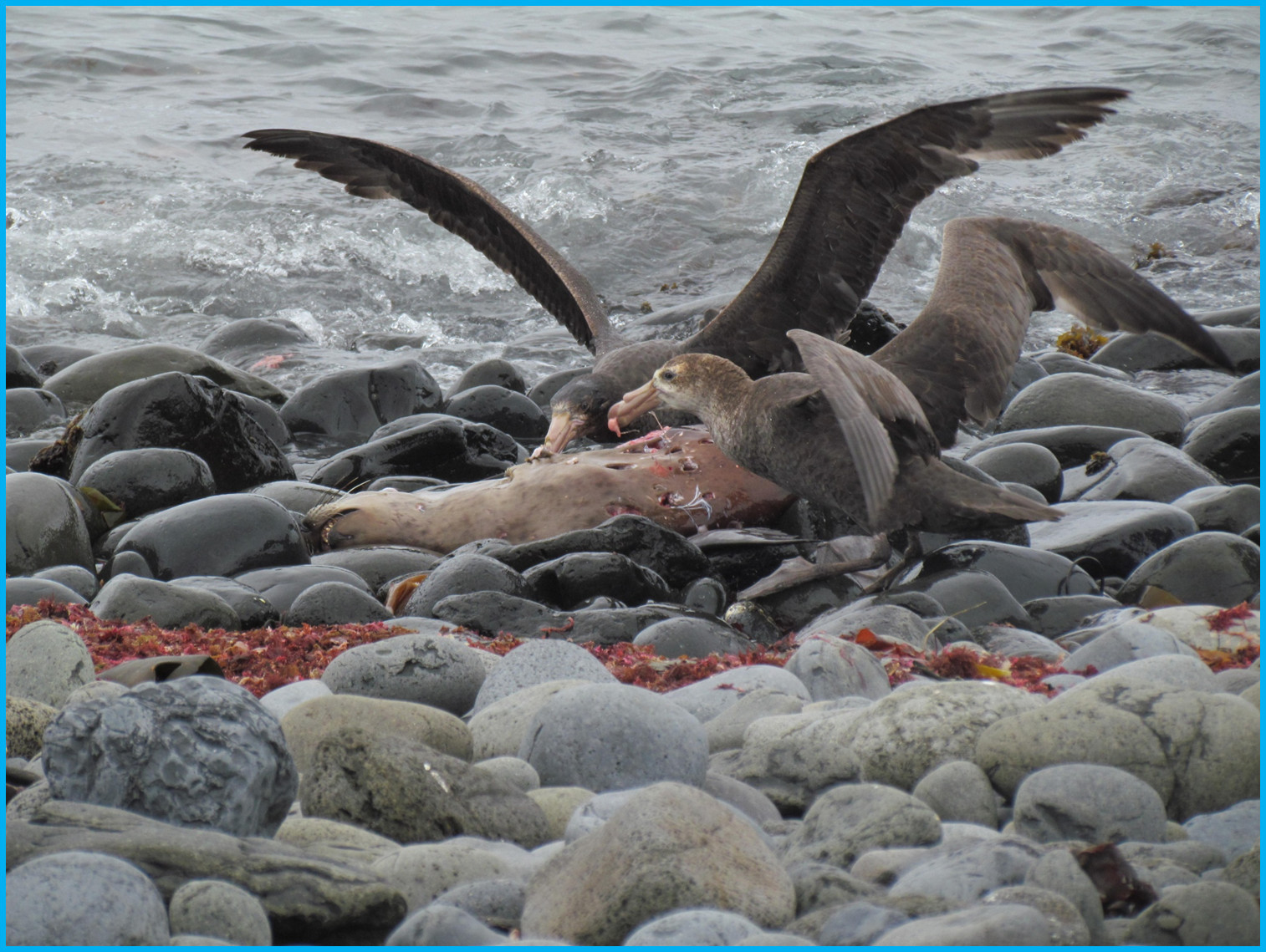 Image 47.
The Giant petrel, along with the Skua are the primary scavengers. They behave like vultures at a carcass - not a pretty sight.