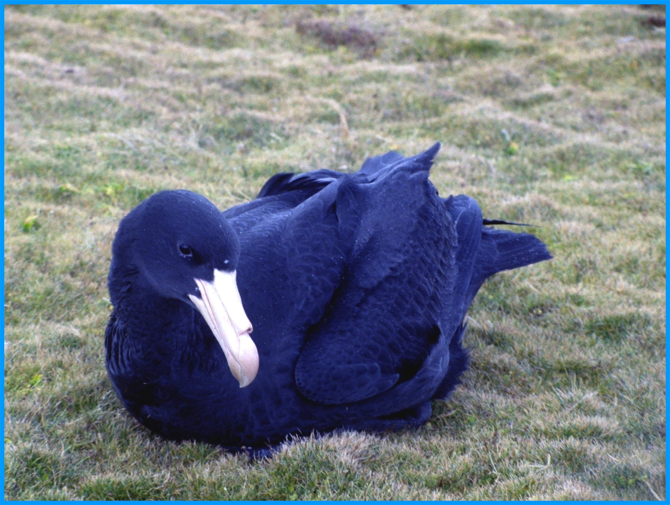 Image 48.
The juvenile Giant petrel is much easier on the eye than the adult.