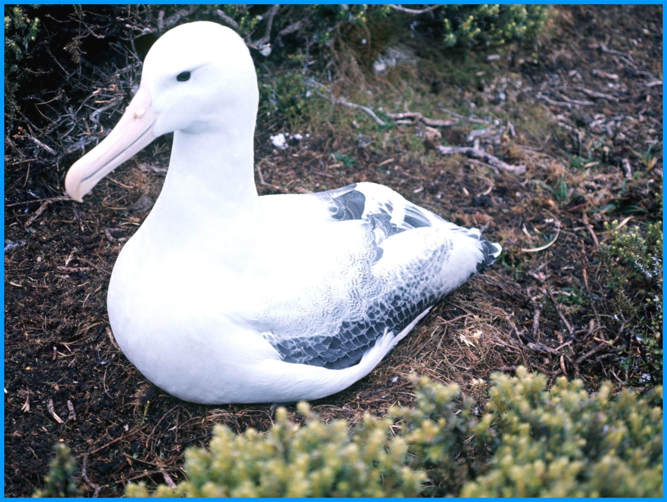 Image 65.
What makes Enderby Island really special is the breeding colony of giant outhern Royal albatross, or toroa
It is second only to the Wandering albatross for wingspan length of any bird in the world (3m).
