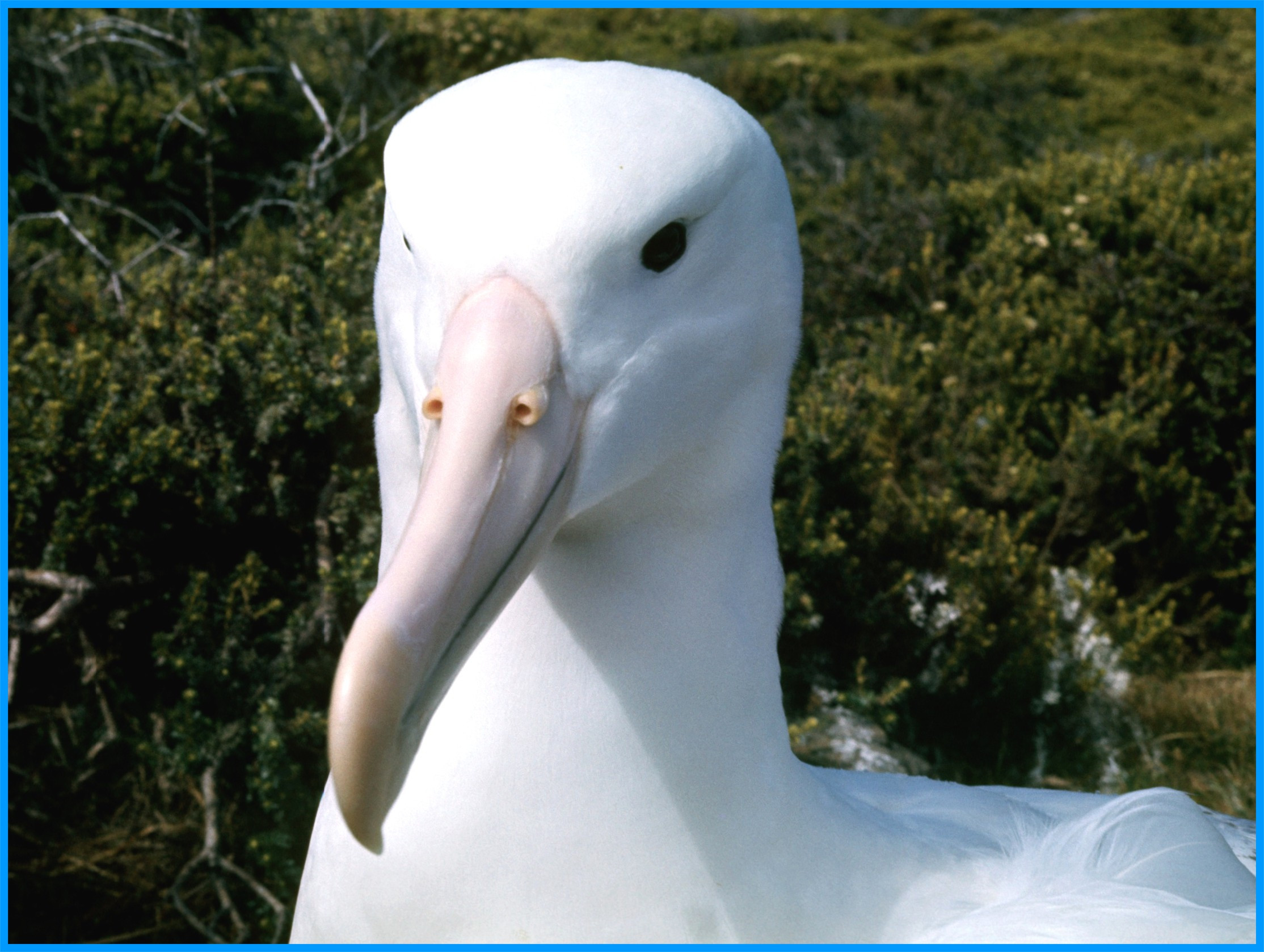 Image 66.
Slow reproduction rates, changes in habitat, climate, and some fishing practices make toroa vulnerable. They have the ability to lock their wings to glide efficiently, allowing them to sleep in short bursts while airborne.
 