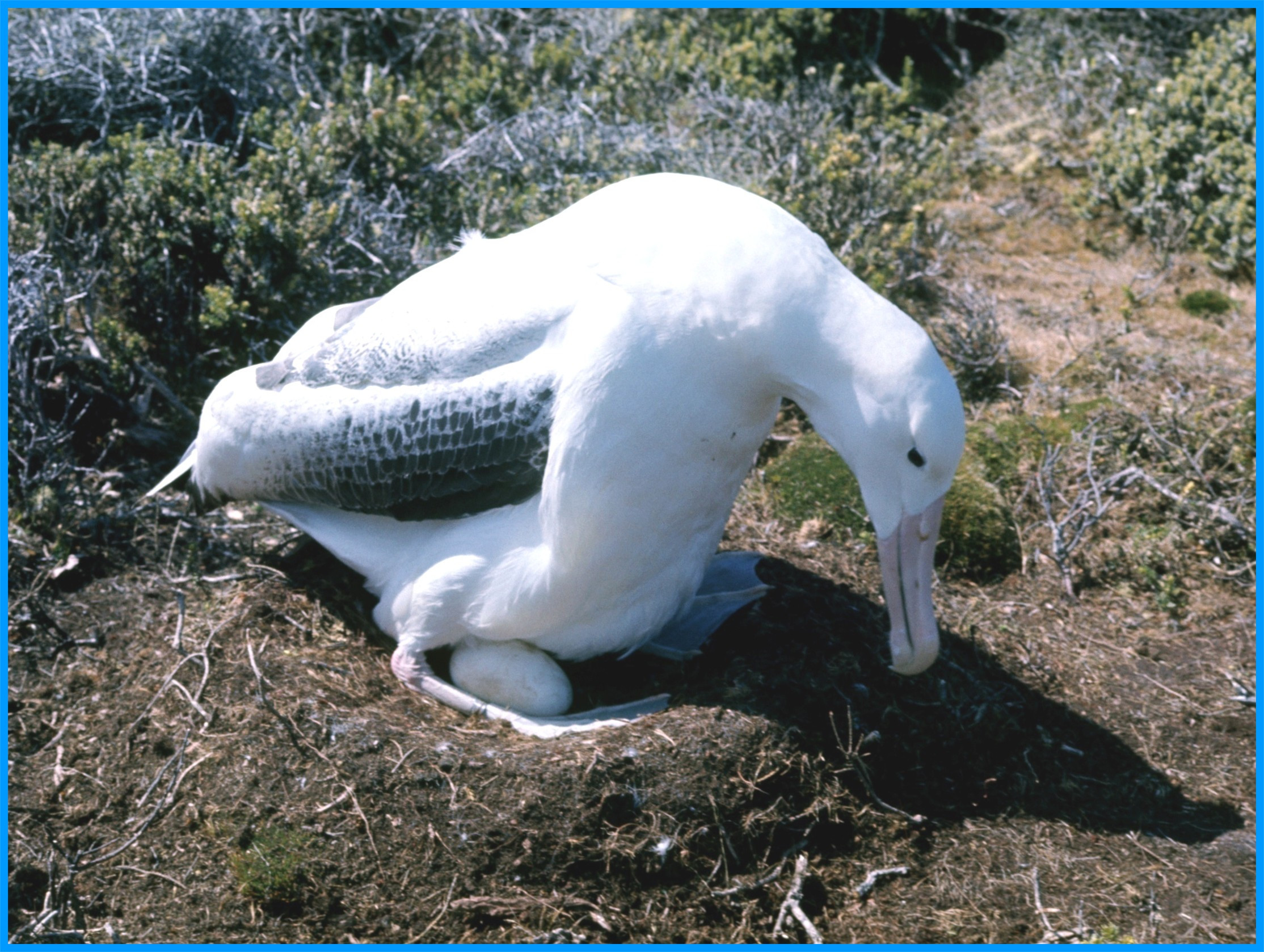 Image 67.
One of my tasks was to check for bands of nesting Royal albatrosses. I would simply grab their bodies gently, lift them up to check for banding and then lower them back onto their nest. They would give a little settling wriggle and get back to nesting.