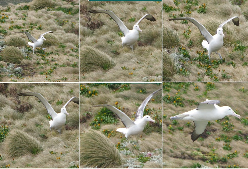 Image 69.
The Royal and Aandering albatrosses require a runway to gain flight. The stronger the wind, the less pounding of the feet is needed.