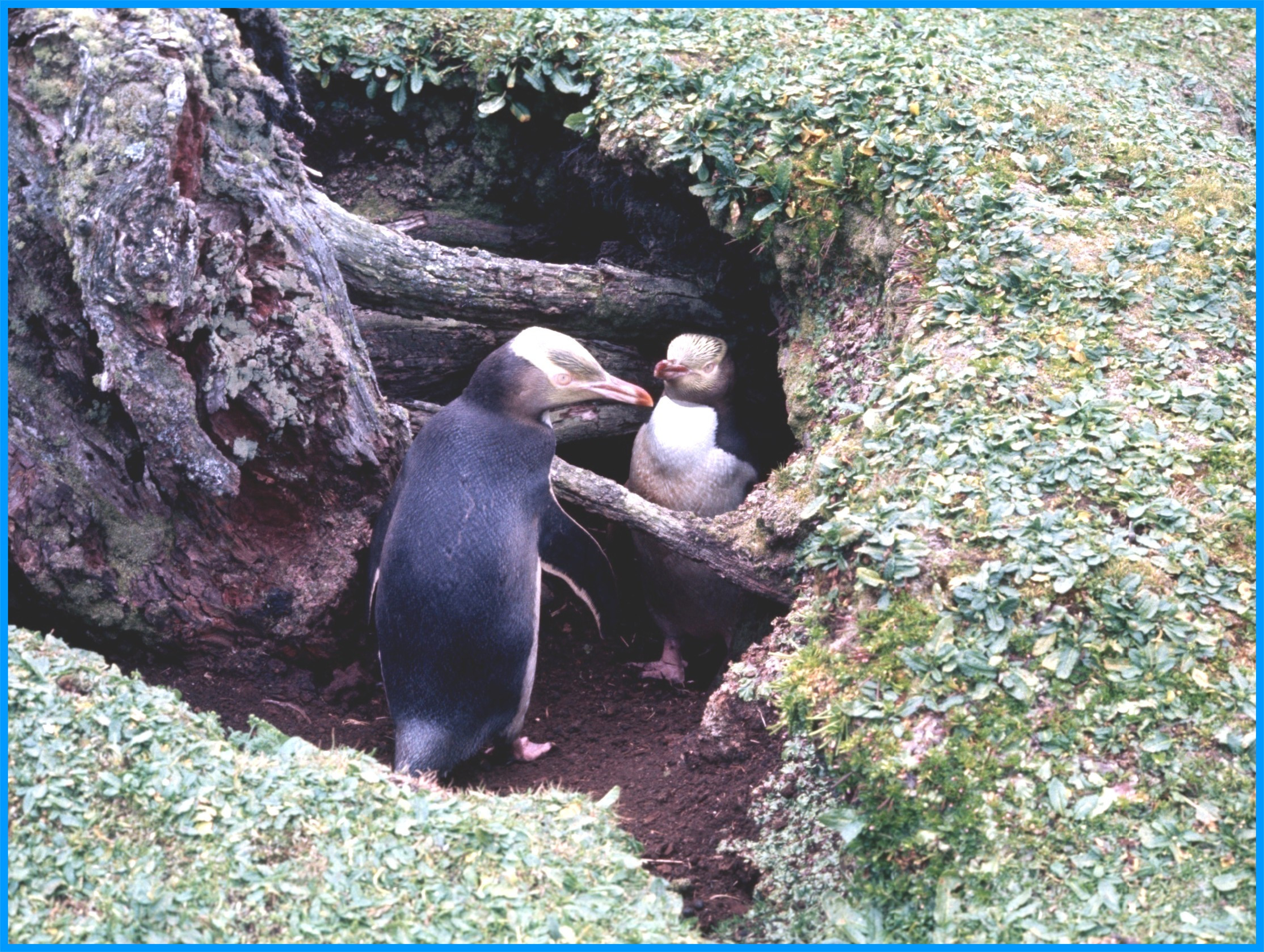 Image 50.
Theyhe yellow-eyed were happy, I suspect, with the presence of the rabbits as they kept the grass mowed and their warrens provided wonderful nesting and shelter sites.