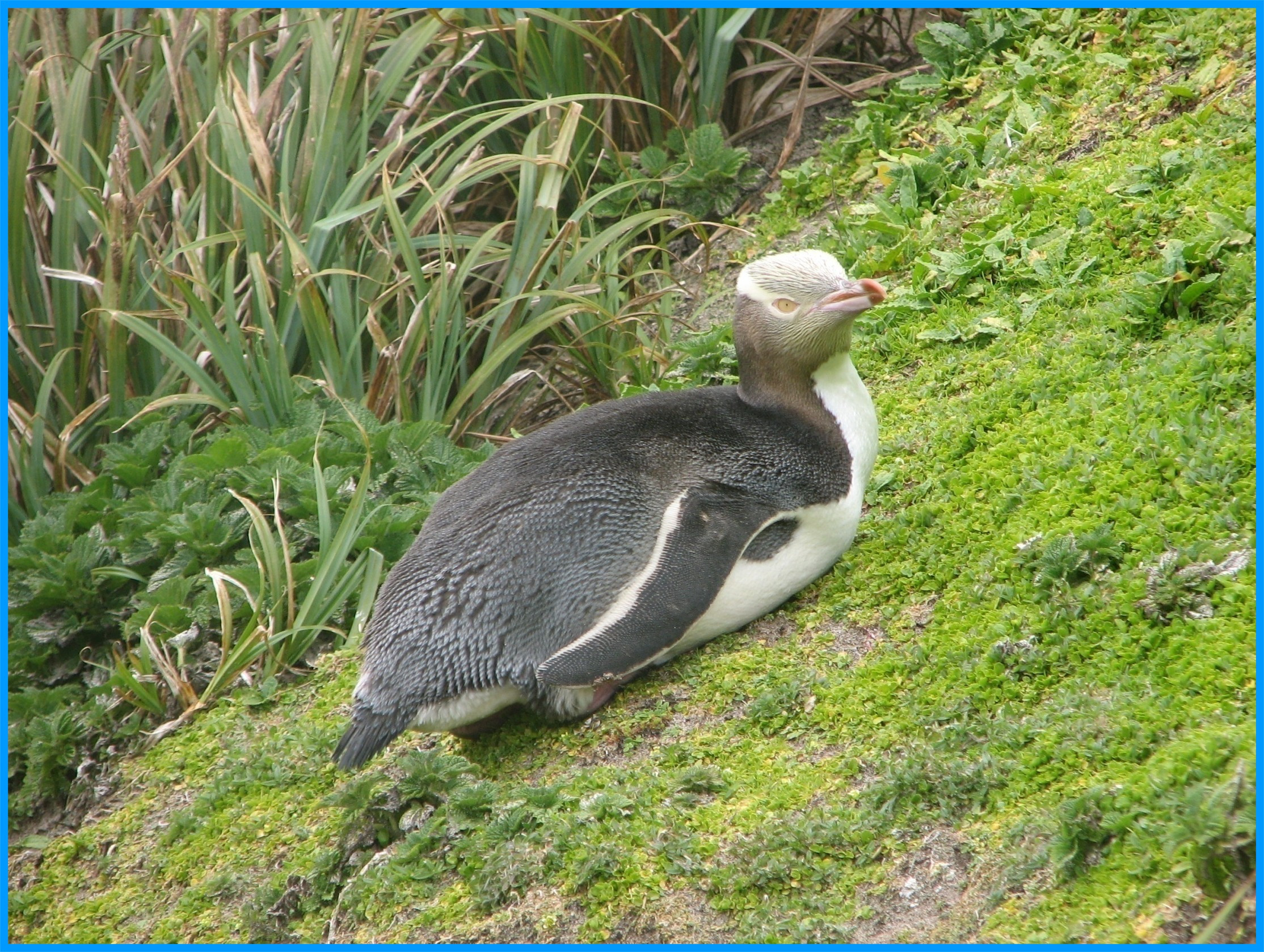 Image 49.
The Yellow-eyed penguin breeds on Enderby Island and other islands in the Port Ross area. Population estimates are around 500 pairs.