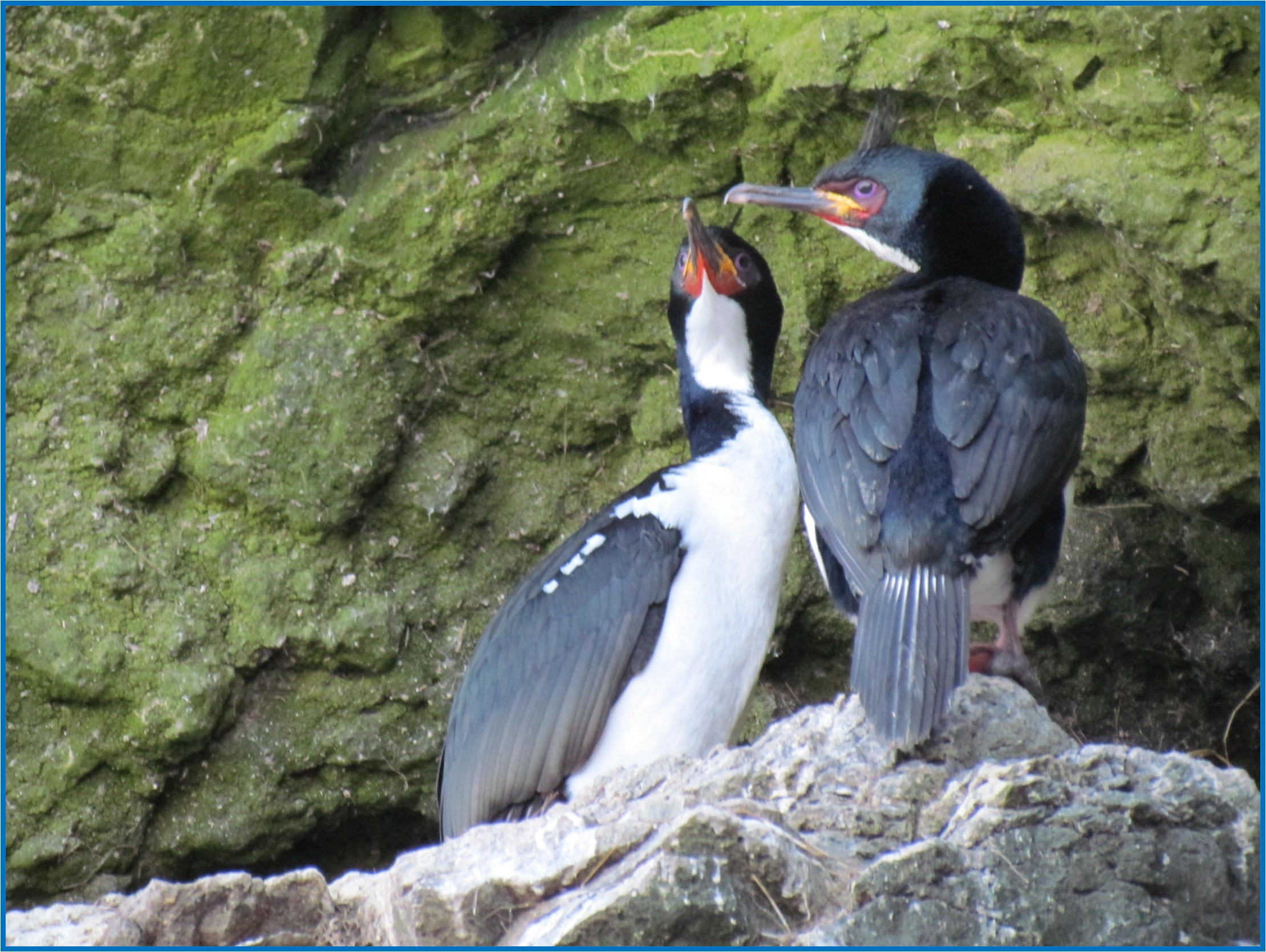 Image 52.
During the breeding season, the Auckland Island shag has a tall, black, curved head crest, magenta-pink eye ring, red facial skin, and red-orange to purple throat pouch. It also has pink feet.