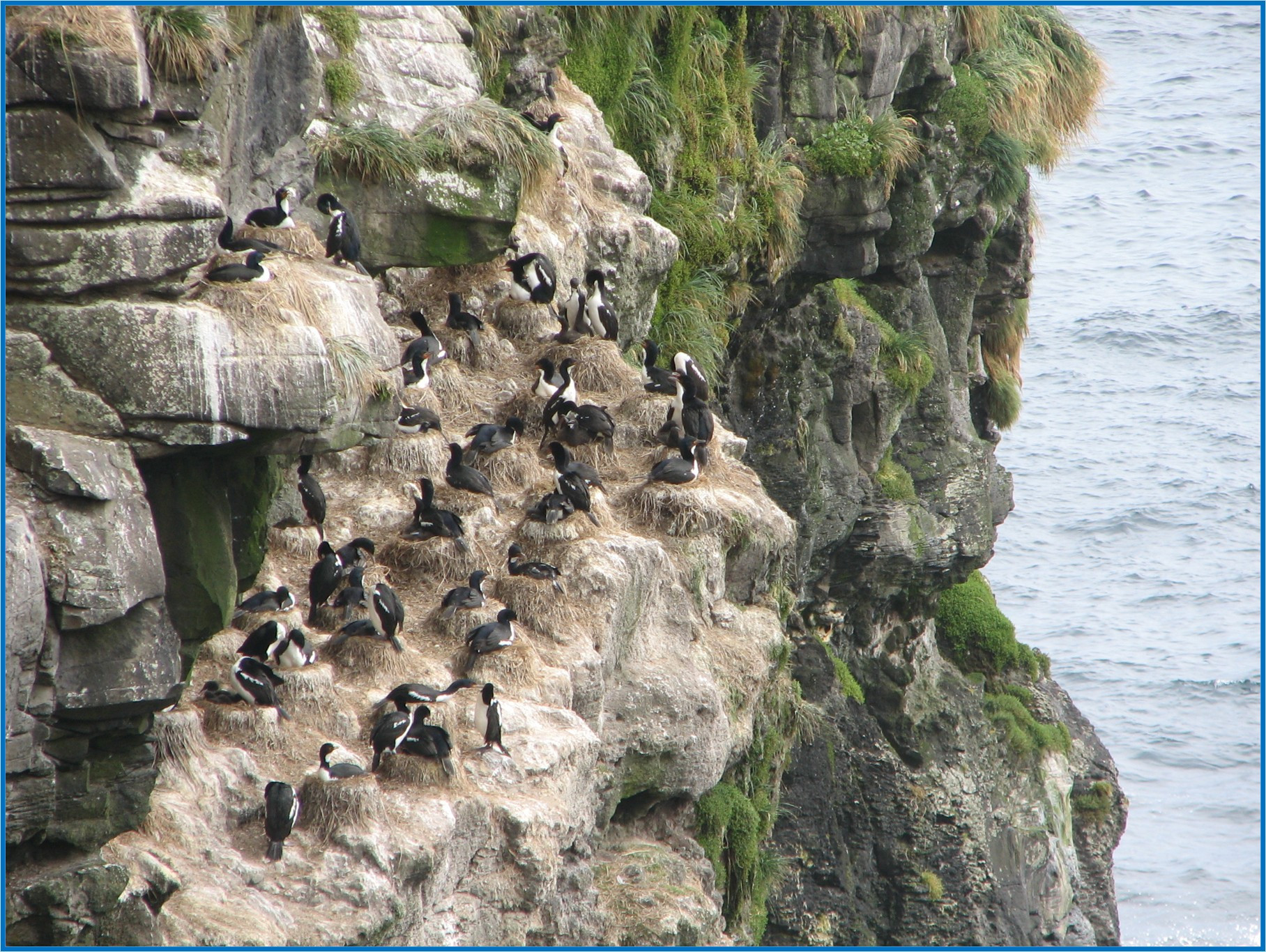 Image 53.
A typical nesting and roosting site.