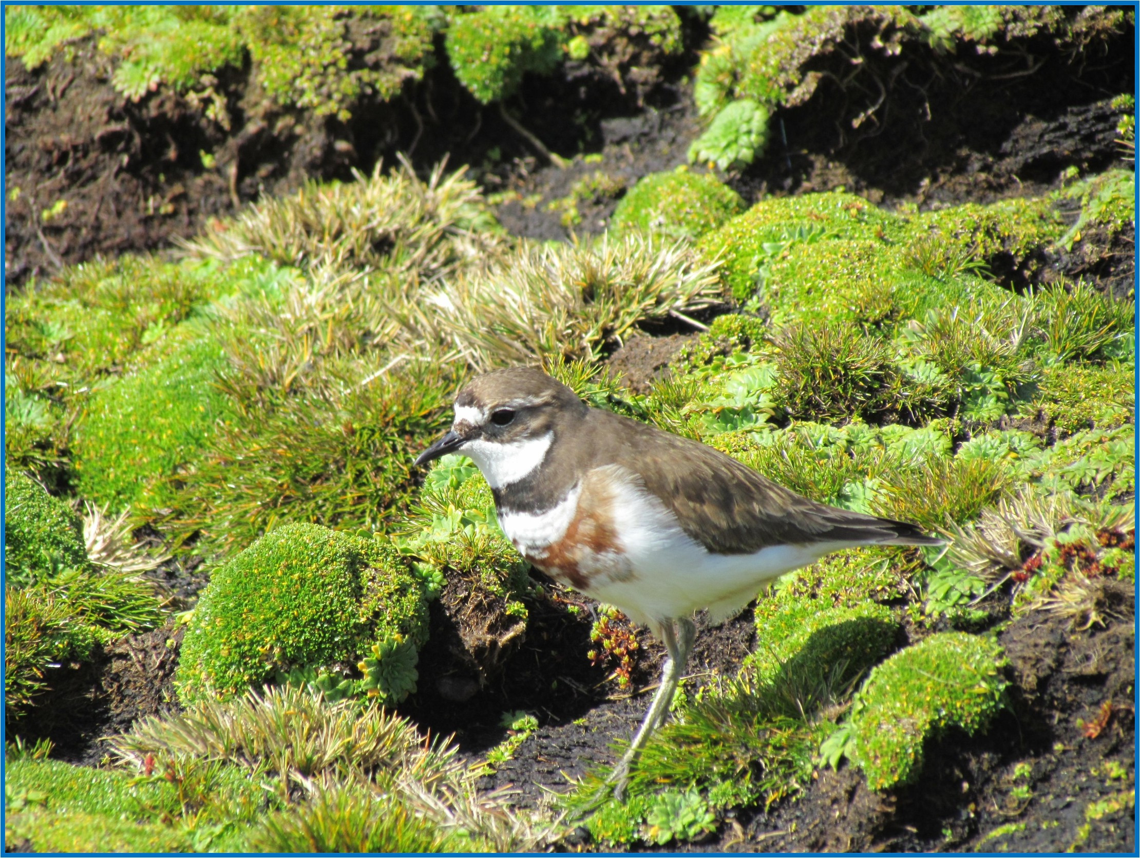 Image 54.
The banded dotterel is perhaps the rarest of the endemic land birds and can be seen patrolling the coastline.