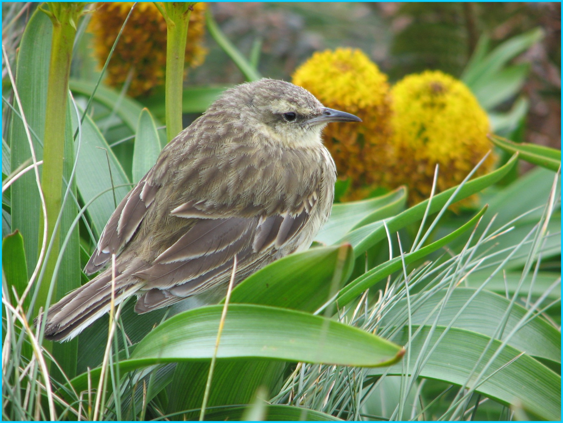Image 55.
The Auckland Island pipit is reasonably common and a sub-species of the mainland pipit.
