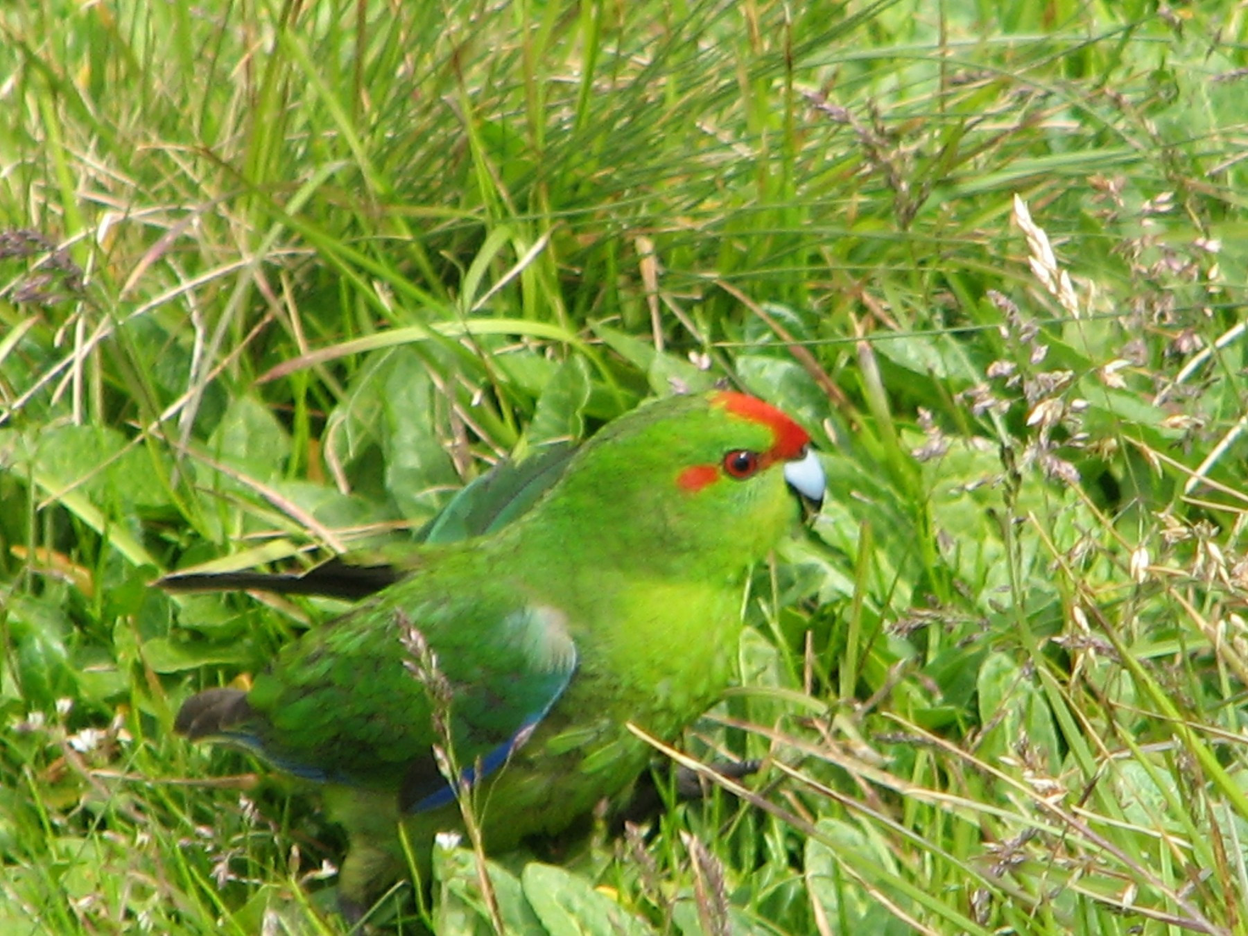 Image 56.
Two mainland parakeet species - red-crowned and yellow-crowned - have established populations at the Auckland Islands. The red-crowned is more often seen feeding on the open ground than in the forest. Doubtless, this at least partially due to Enderby Island being free of predators. 