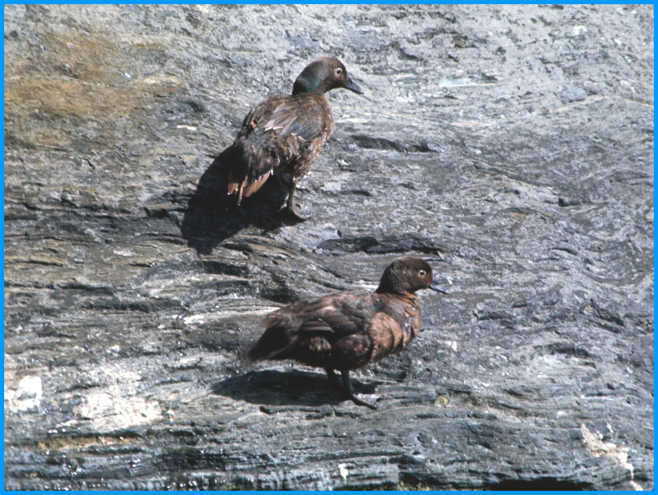 Image 57.
Auckland Island teal are endemic to the islands, although mammalian pests (cats, rats) have eliminated them from the main island. DOC's planned pest removal may well see them self-reintroduce on the main island.