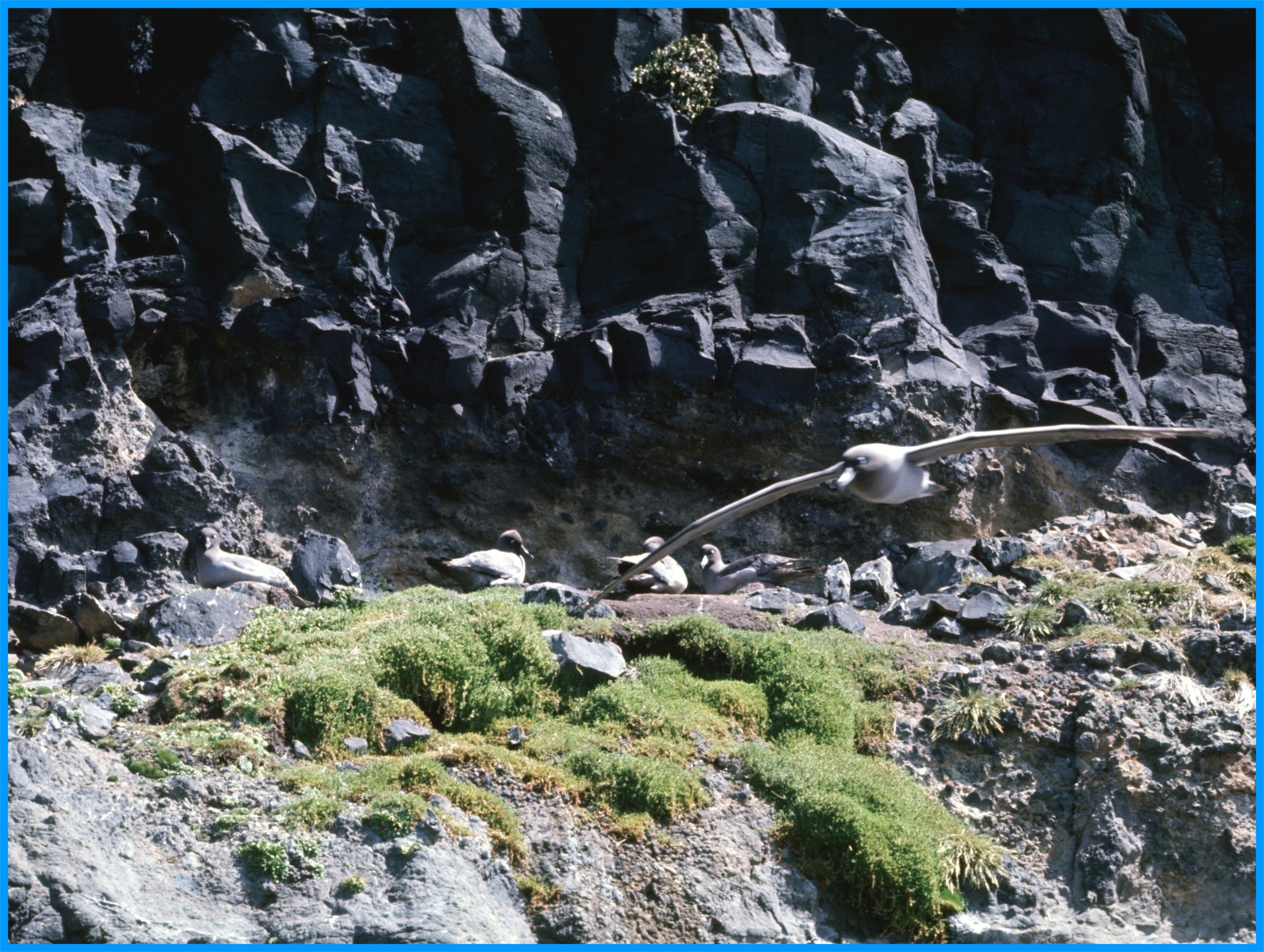 Image 61.
Taking pride of place on these volcanic cliff ledges is my favourite seabird, the Lightmantled Sooty albatross. They are master gliders and can travel thousands of kilometres without flapping their wings.
They are often spotted gliding along the cliff faces of Enderby Island.