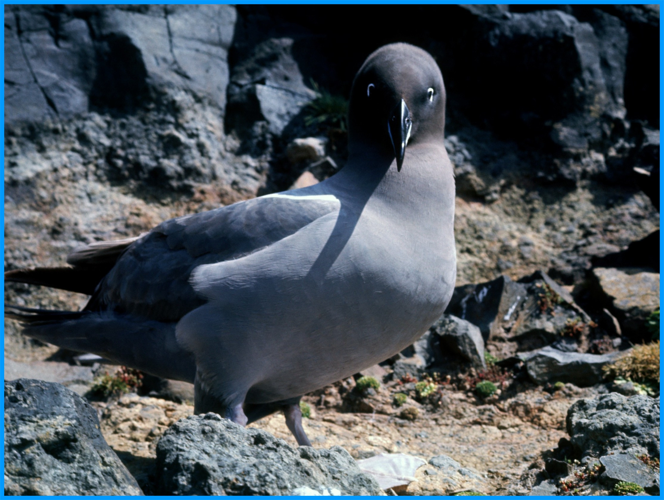 Image 62.
A strikingly handsome bird with its bluish tinged feathers almost having a velvety look, Lightmantled Sooty albatross live until about 40 years of age and can also be found on other sub Antarctic islands.