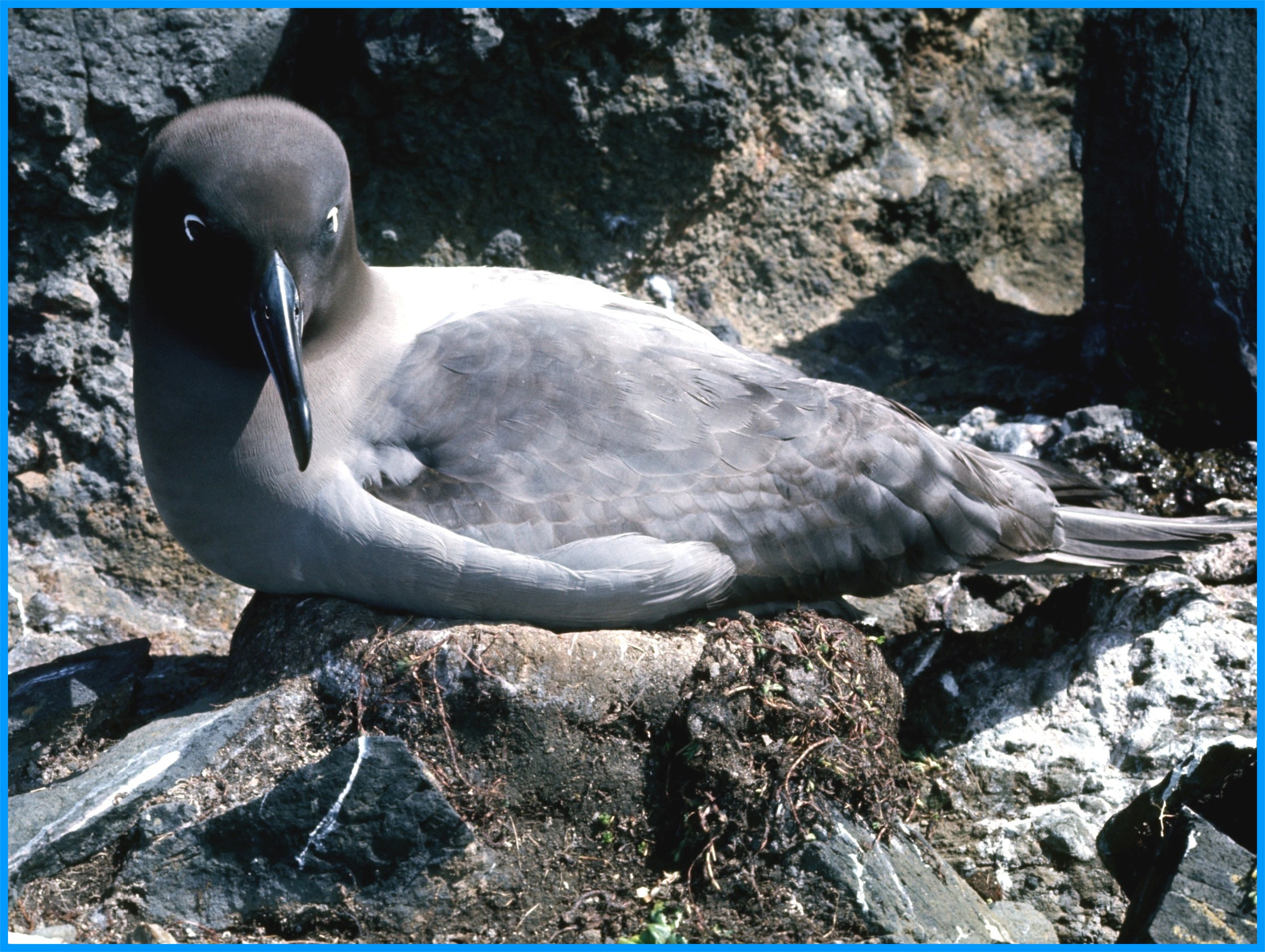Image 63.
Lightmantles Sooty albatrosses become sexually mature at eight years old. Only one egg is laid and they breed every second year.