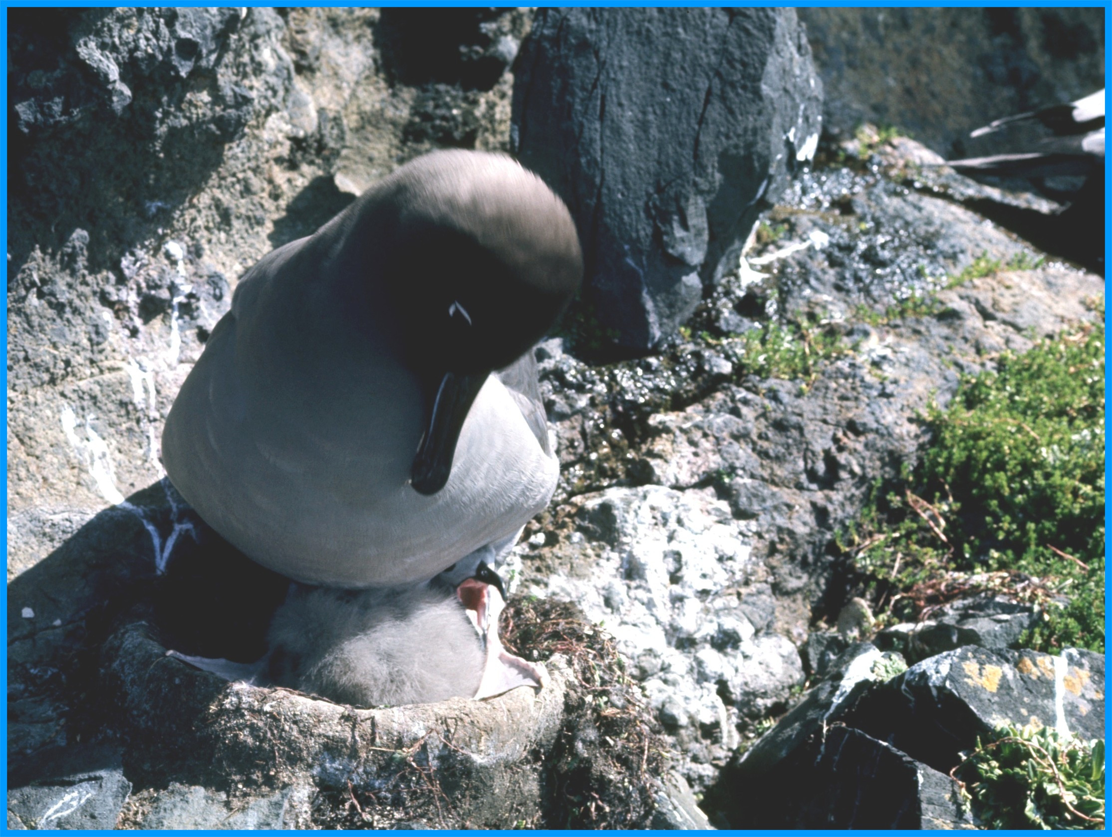 Image 64.
Like other albatrosses, these birds mate for life and return to the same breeding spots every season.
The parents then take turns feeding the chick via regurgitation for another 20 days, at which point the chick is ready to fledge.