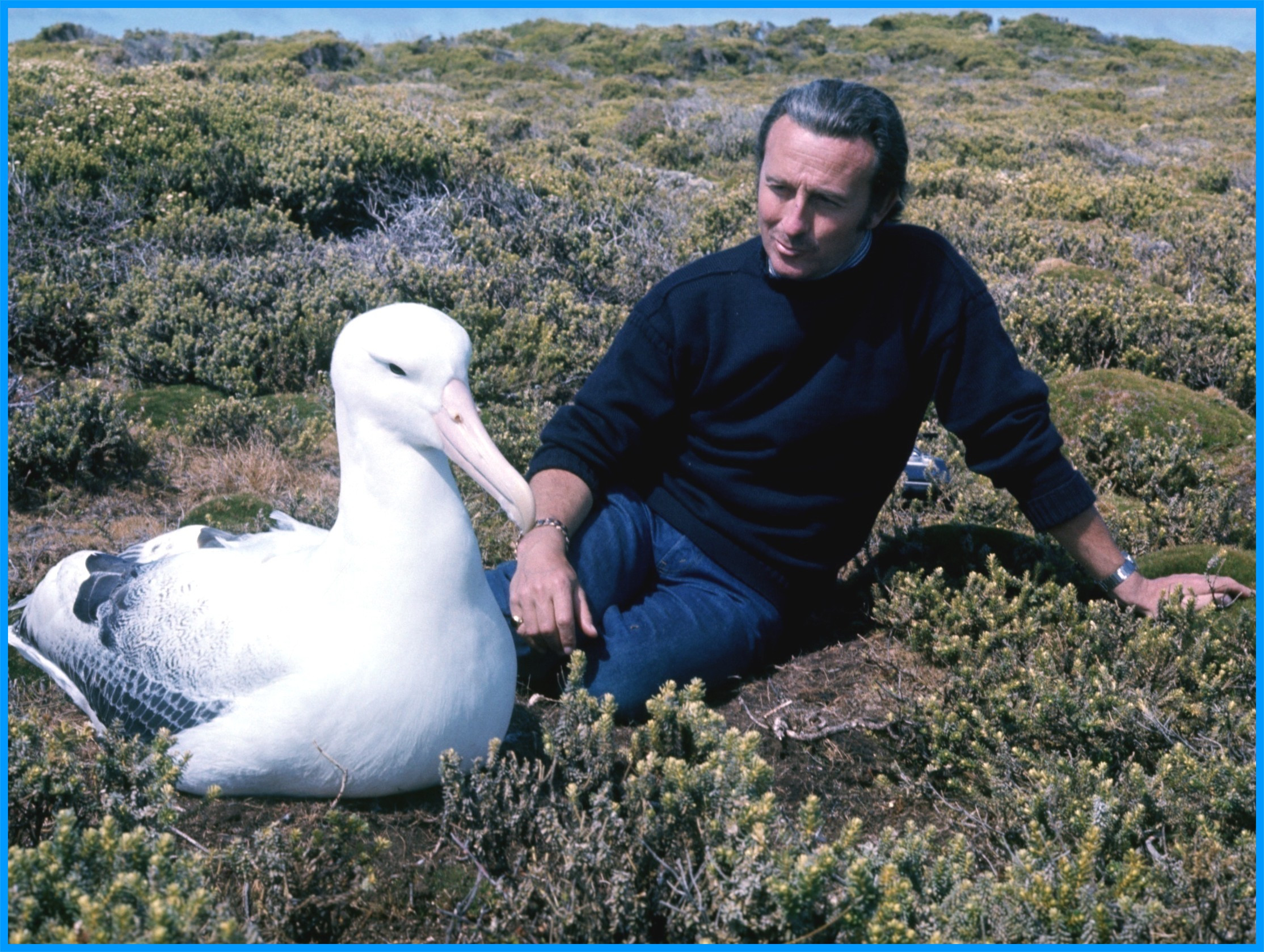Image 68.
I took this photo to demonstrate the size of the southern royal. This was a way back in 1975 when visits to the Islands were very rare. The 5-metre rule did not apply then. The man in the photo is interesting though – He is a Lord who lives in castle in England that is open to public to help pay for the castle upkeep. He is also a very keen amatuer ornithologist and figured that the only way he could ever get close to an albatross was to get a permit to enter the nature reserve by helping to finance this gold recovery expedition. So, that’s what he did.  He had no interest in the salvage attempt and indeed he had signed over any proceeds from any gold recovered to his children. A lovely man - we became quite close. 