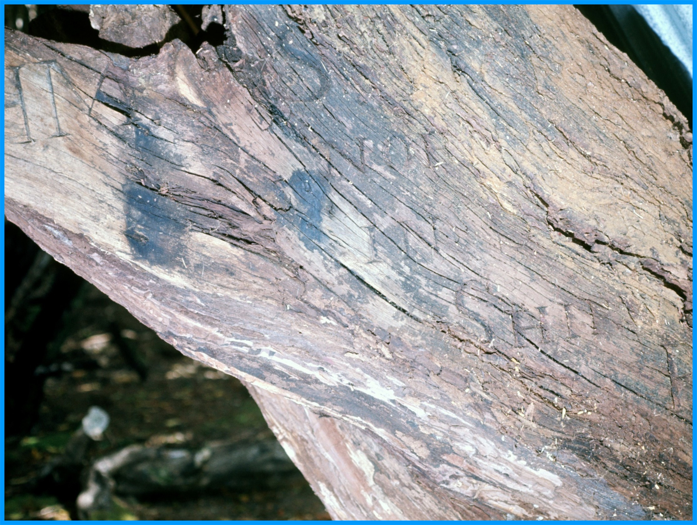 Image 77.
An early piece of graffiti that lingers on. 