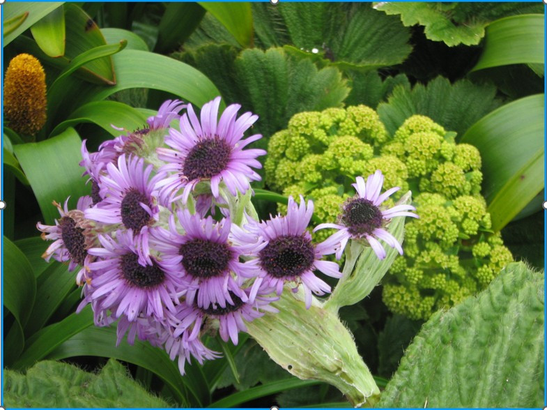 Image 79.
Pleurophyllum speciosum, also known as the giant emperor daisy or Campbell Island daisy, is a megaherb native to the Auckland and Campbell Islands. It features on New Zealand's current $5 note.