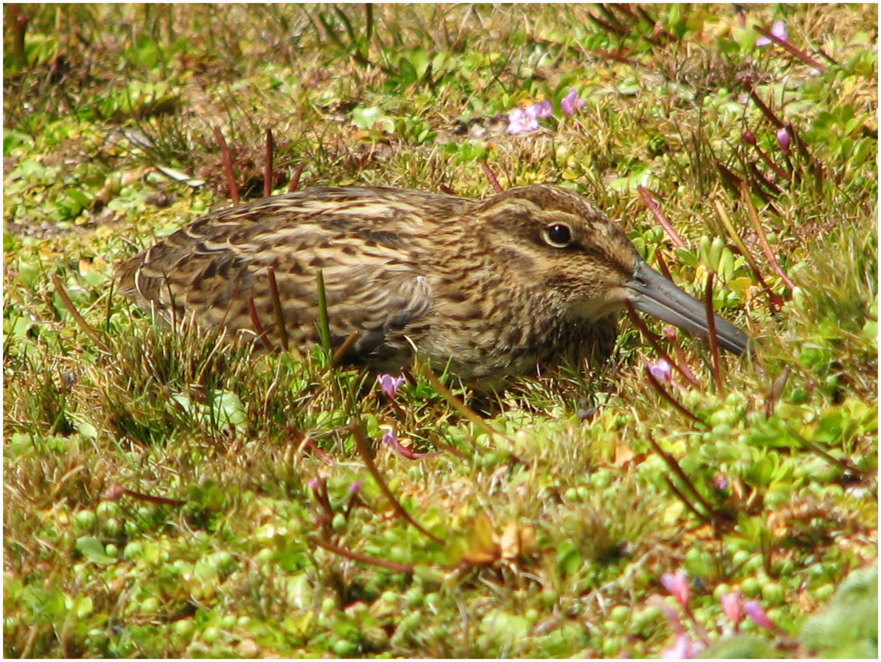 Image 82.
I nearly stood on this well-camoflaged Auckland Island snipe - a subspecies of the NZ snipe.