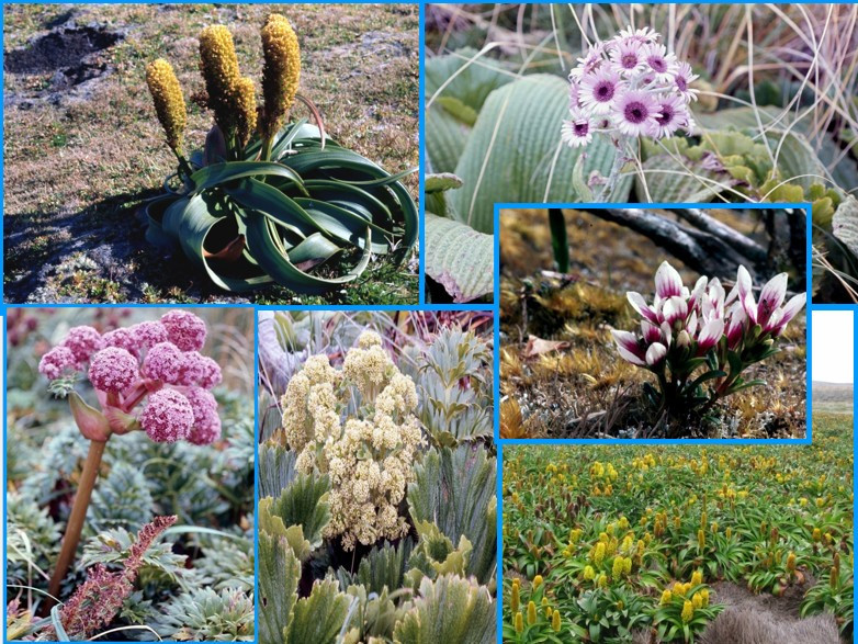 Image 78.
The megaherbs on ungrazed Adams Island are out of this world.