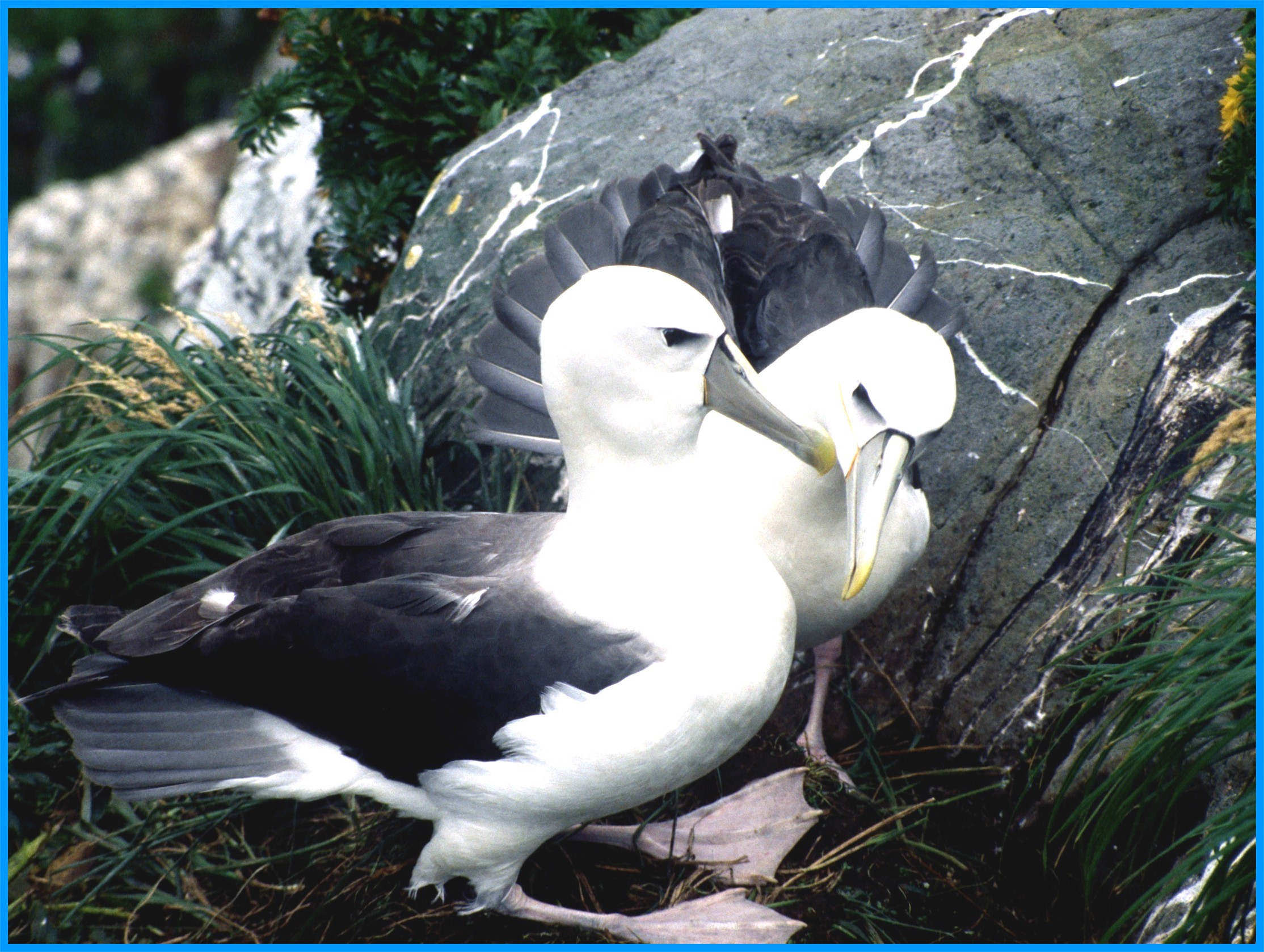 Image 85.
The White-capped albatrosss - the most common albatross in NZ waters.