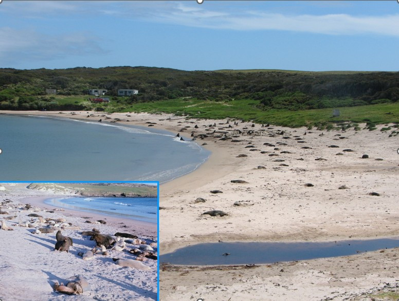 Image 95.
The continuing decine in the number of sealine harems at Sandy Bay is of serious concern.