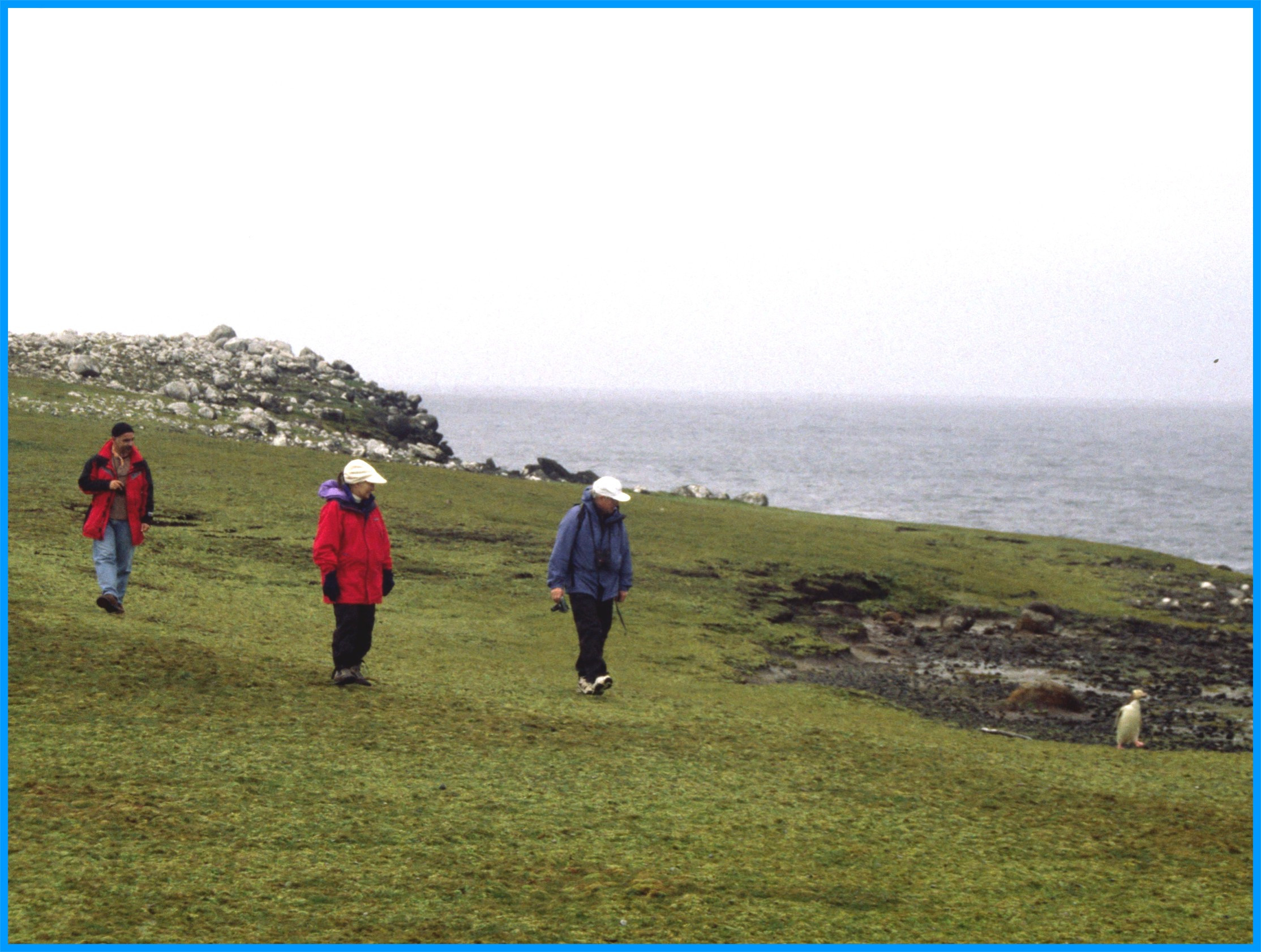 Image 96.
The megaherbs is always a special delight to visitors.
