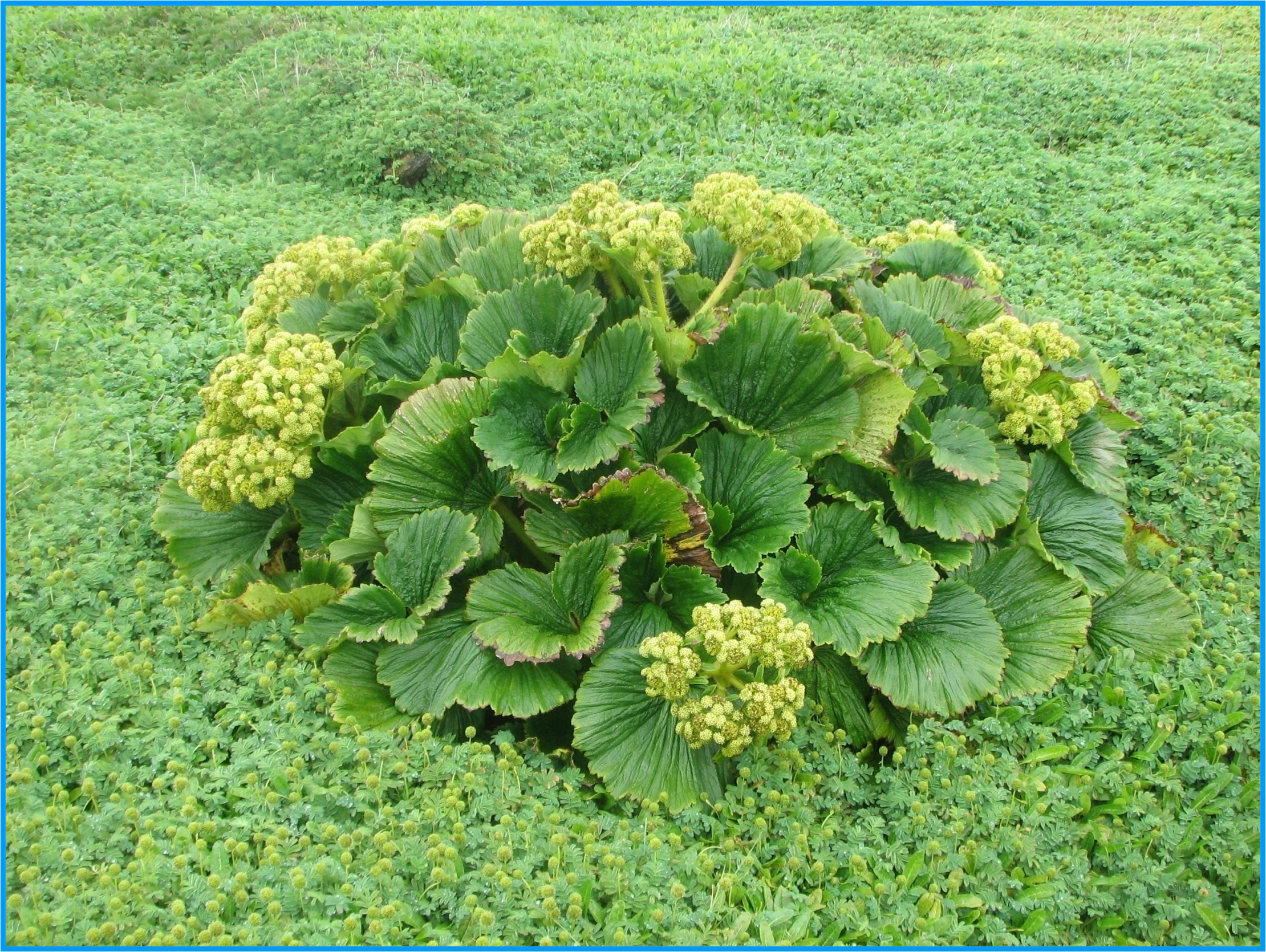 Image 92.
Species like the Stibocarpa polaris is a good example of a rapid bounce back once the grazing animals were removed.