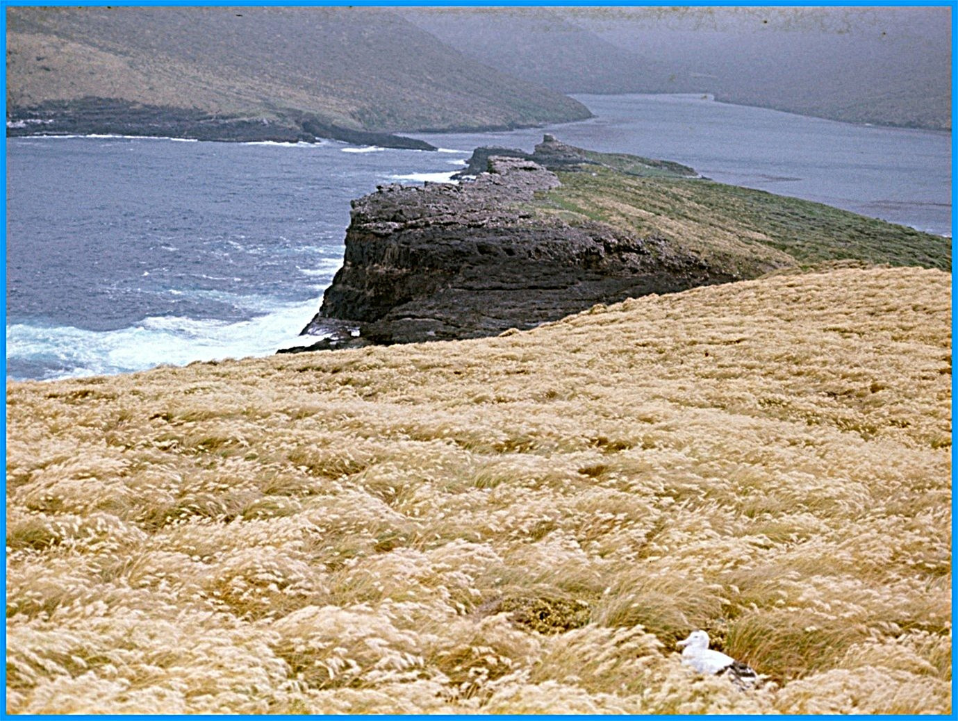 Looking across to the main Auckland Island from ASdams Island.