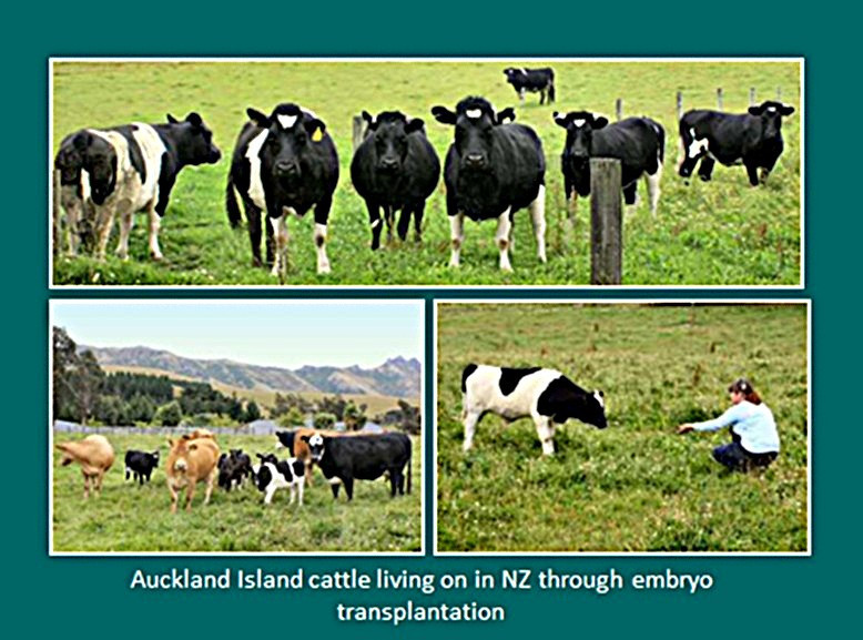 Image 90.
The Auckland Island Cattle live on through Dolly's cloned off-spring.