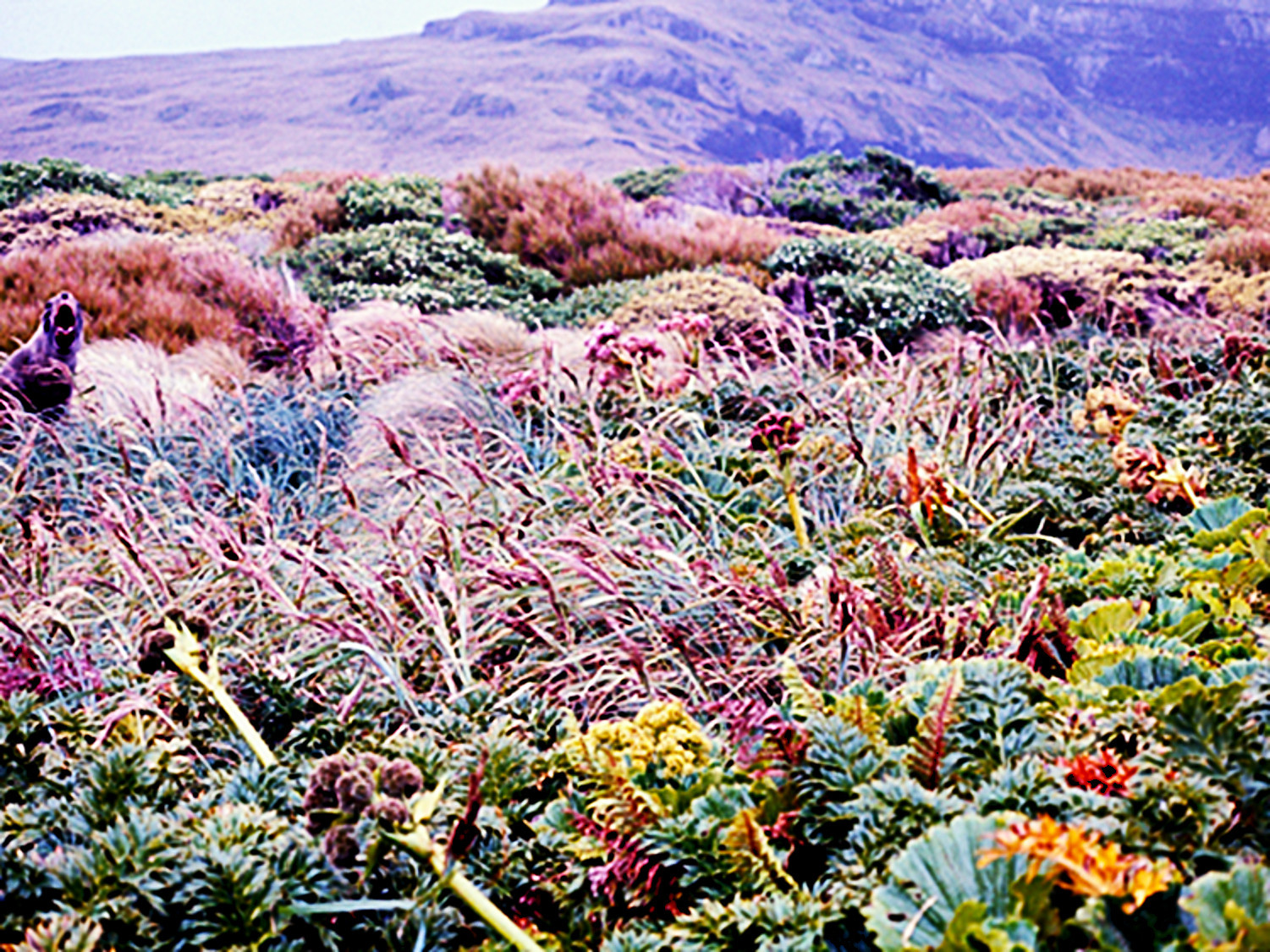 Image 81.
Be careful not to disturb the natives.