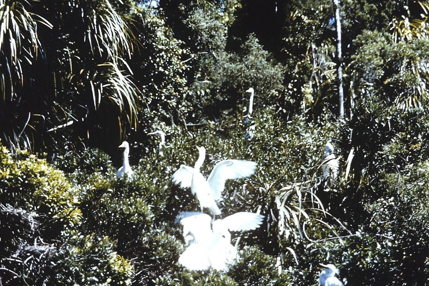 Image 1: Breeding season at the White Heron colony 