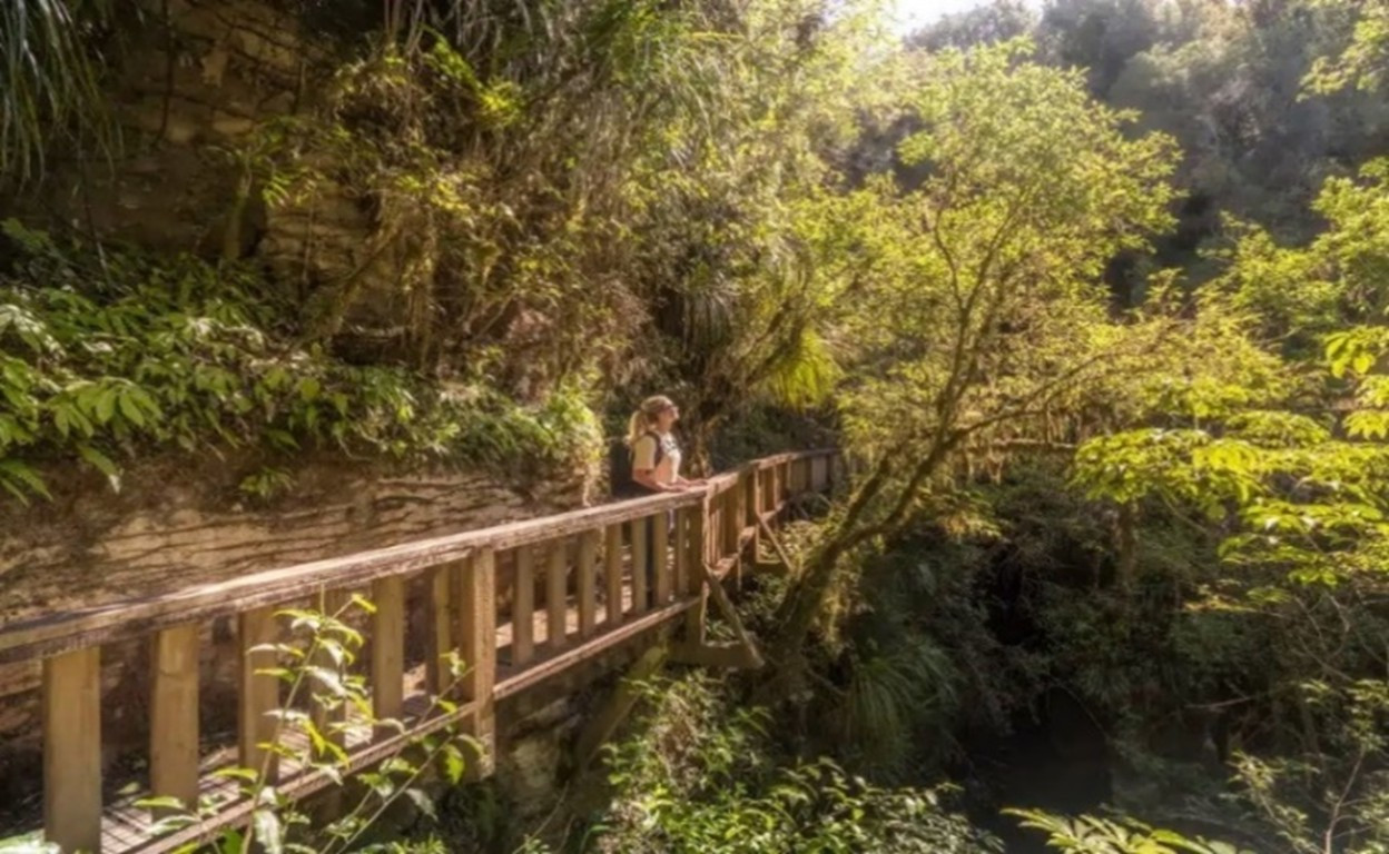 Cantilevered boardwalk, Ruakuri Bush Scenic Reserve, Waitomo 
Credit: Isle