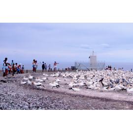 Cape Kidnappers Plateau Colony gannets with visitors and light beacon 1986