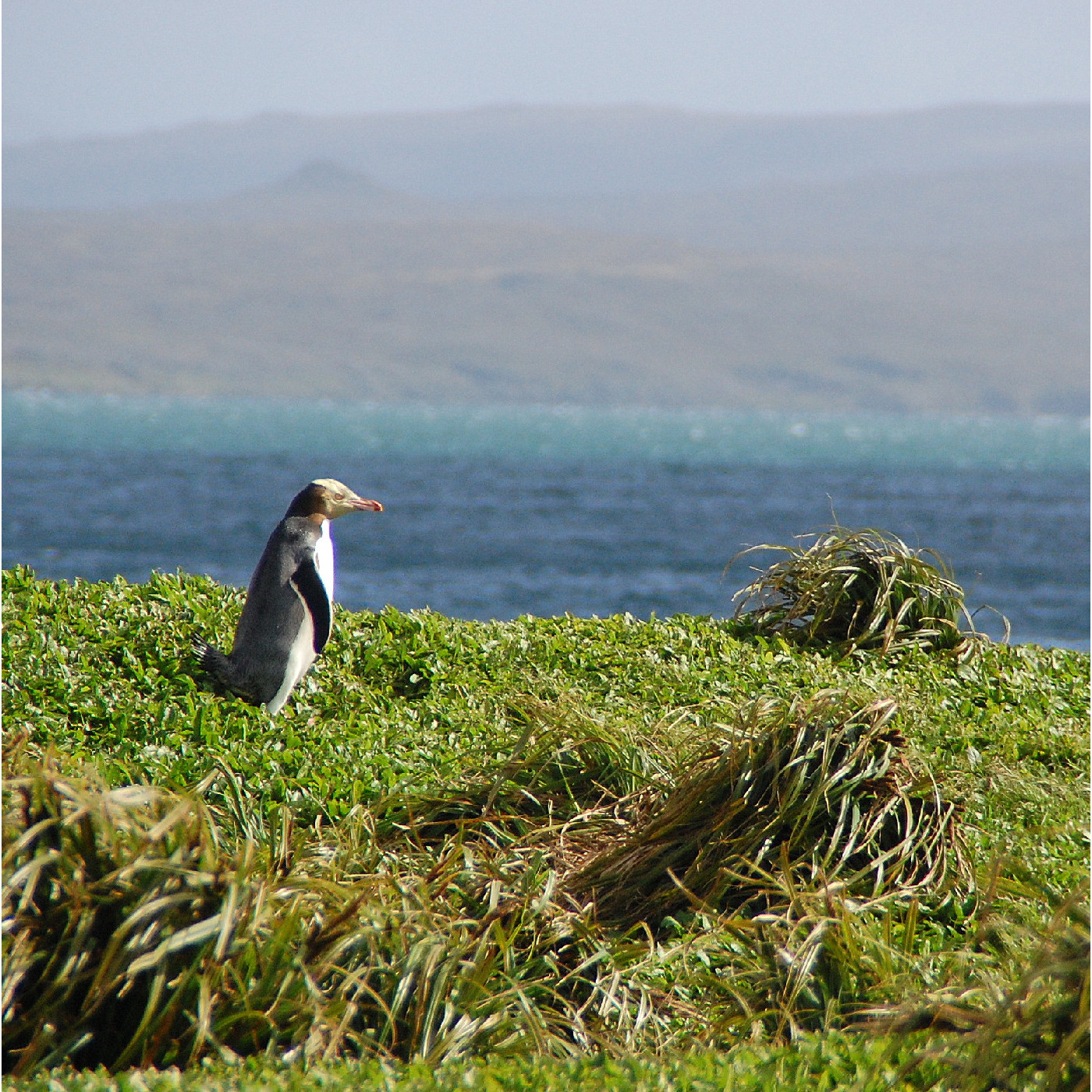 Auckland Islands / Motu Maha