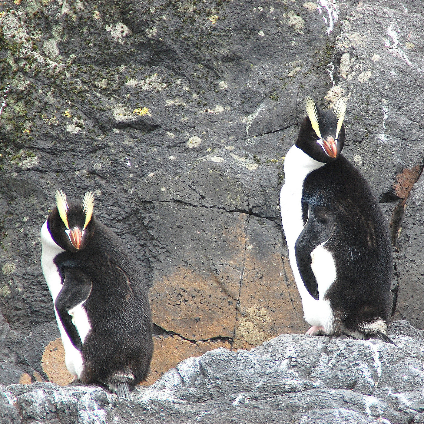 Antipodes Islands / Moutere Mahue