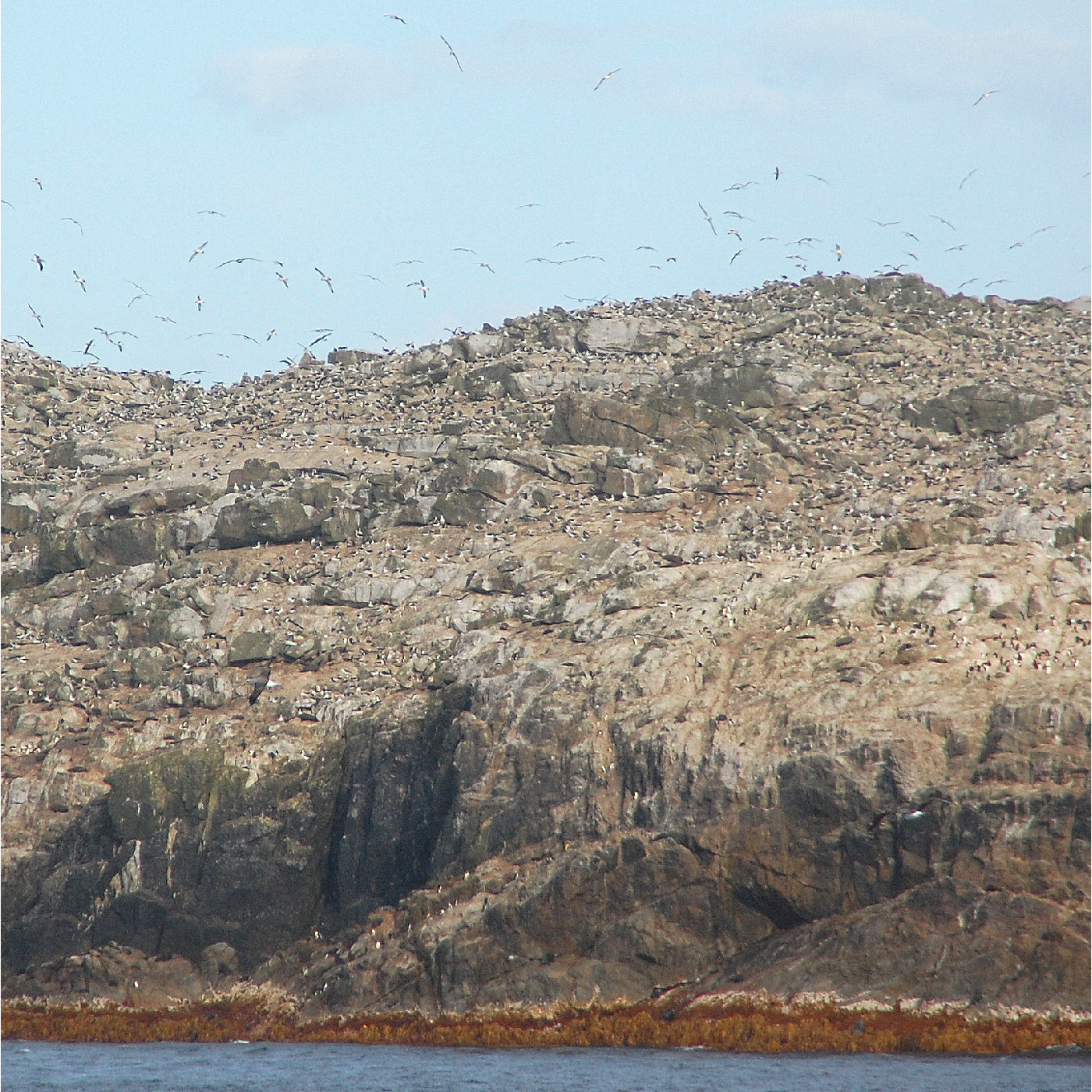 Bounty Islands / Moutere Hauriri