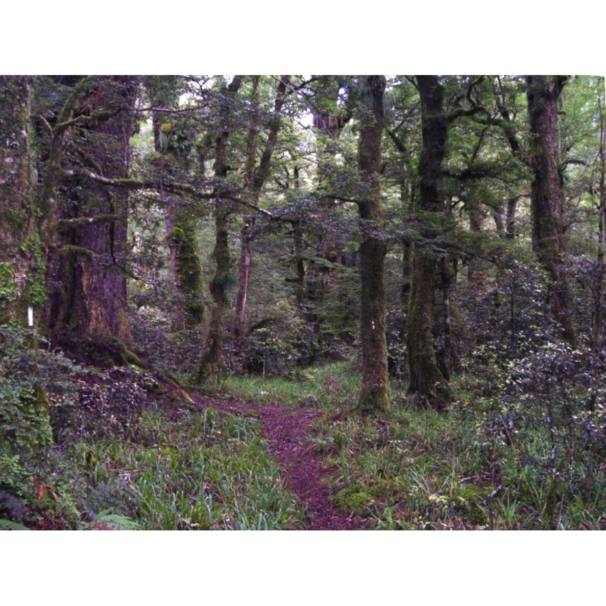 Te Urewera National Park: Rangers Memoirs