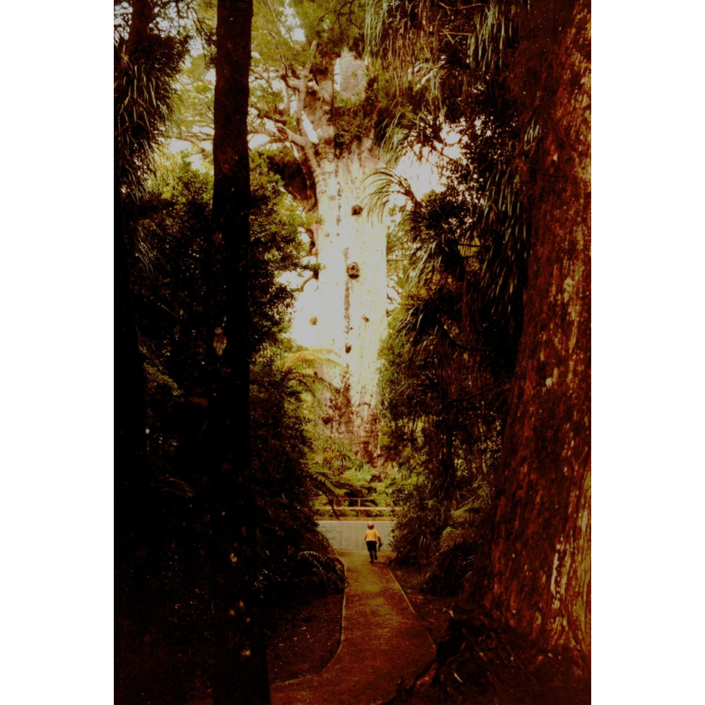 Auckland Land District: Rangers Memoirs