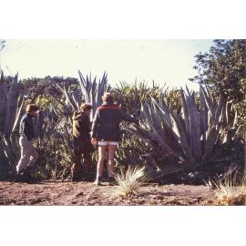Agave americana - century plant - on Rimariki Island 1986