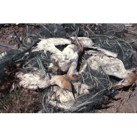 Cape Kidnappers gannets caught in abandoned fishing net