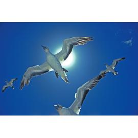 Gannets cruising on a strong easterly, Cape Kidnappers