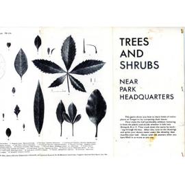 Trees and Shrubs: Tongariro National Park