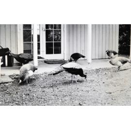 Wildlife, Mansion House Bay: Hauraki Gulf Maritime Park, 1982