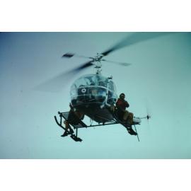 Pinus Contorta Control:  Tongariro National Park, 1978