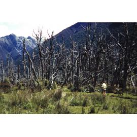 Dead beech forest, Travers Valley: Nelson Lakes National Park