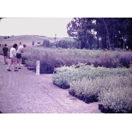 Lands & Survey Taupo Plant Nursery
