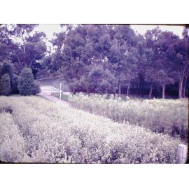 Lands & Survey Taupo Plant Nursery