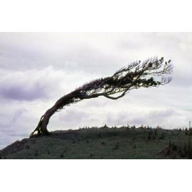 Chatham Islands: Wellington Land District