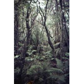 Porirua Scenic Reserve: Wellington Land District