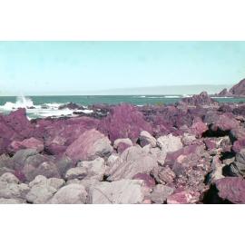 Red Rocks Scenic Reserve: Wellington Land District